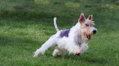 Foxterrier - veselý pes pro milovníky činnosti